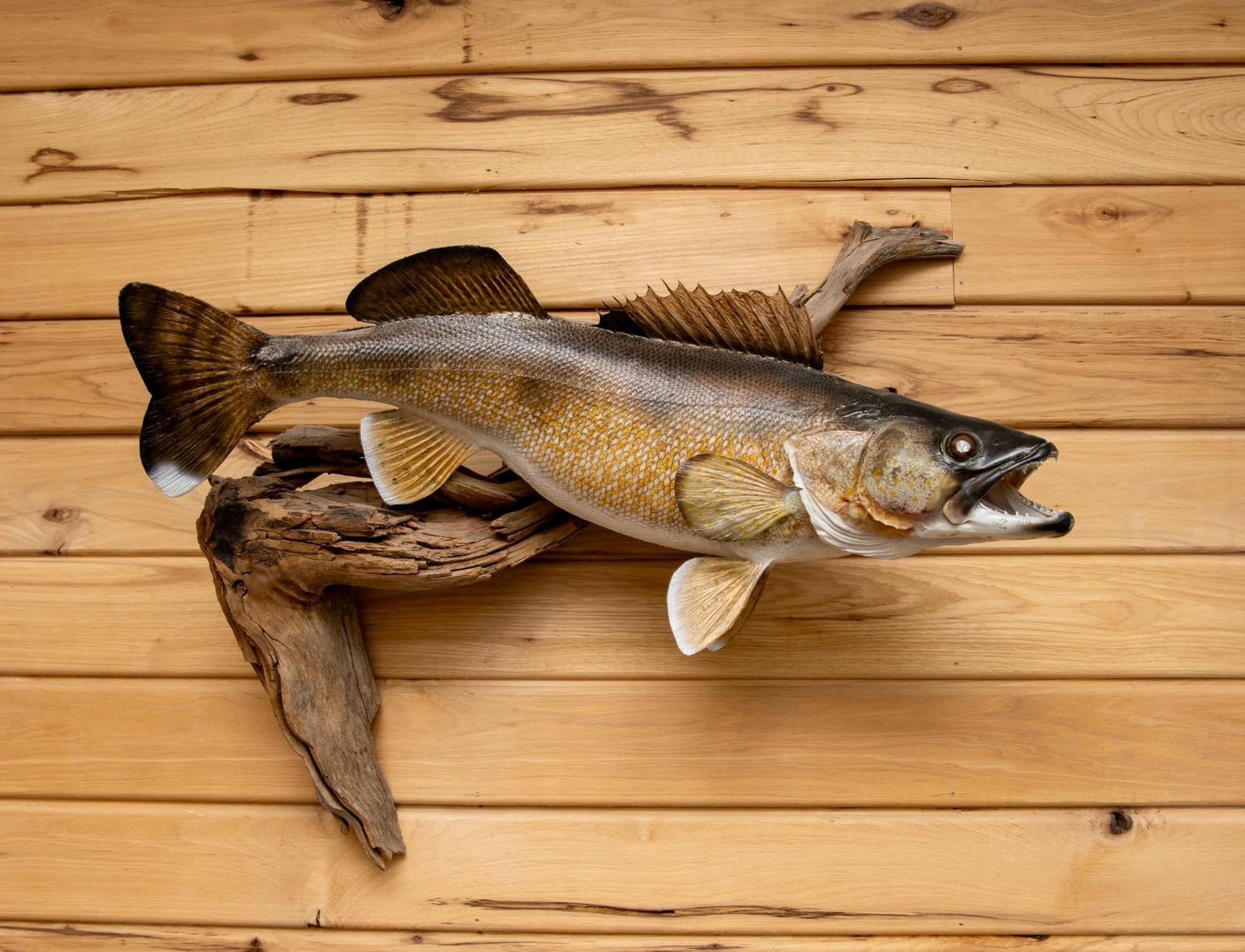 Walleye Inn Baudette Esterno foto